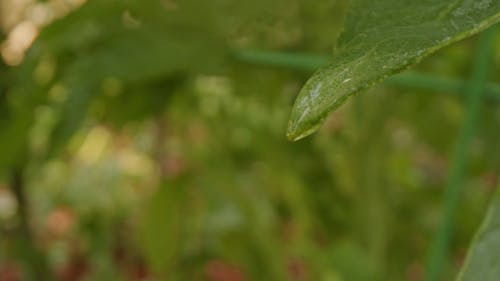 Close Up Shot Of Leaf With A Droplet Of Water