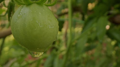 Fruit Bearing Plant With Water Droplets