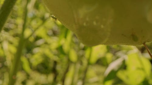 Focus Shot Of An Insect At The Bottom Of A Fruit