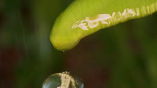 A Leaf Being Rained On