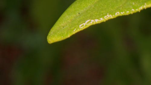 Leaf Being Drench By Rain Water