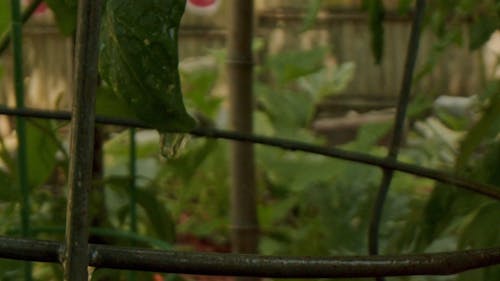 Water Sprinkler Watering The Plants