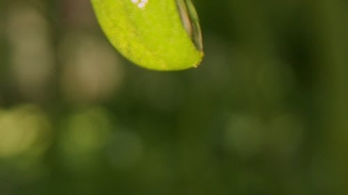 Close Up Shot Of Water Droplets From A Leaf