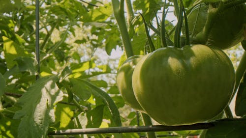 Unripe Green Tomato