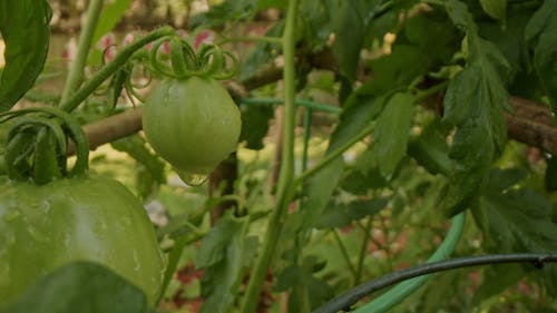 Close-Up View of Unripe Green Tomato