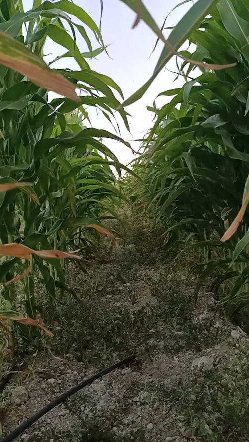 Video Footage Of A Corn Field