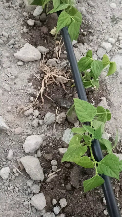 Video Footage Of A Sprinkler Watering The Vegetable Plants