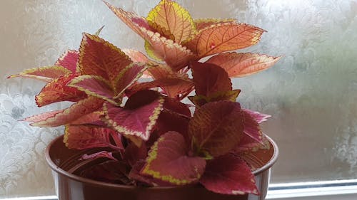 A Vibrant Coleus Plant