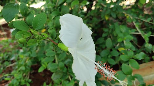 Close-Up View of White Flower