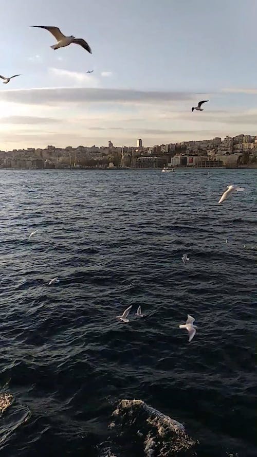 Birds Flying in the Ocean