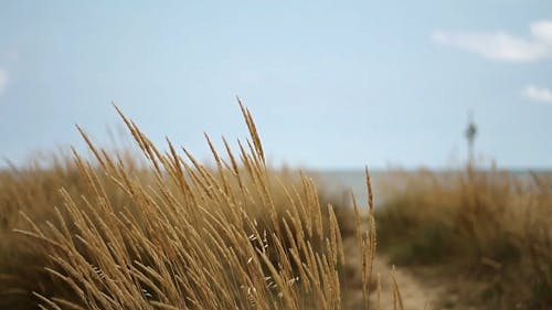 A Close-Up Video of Wheats Blowing by the Wind