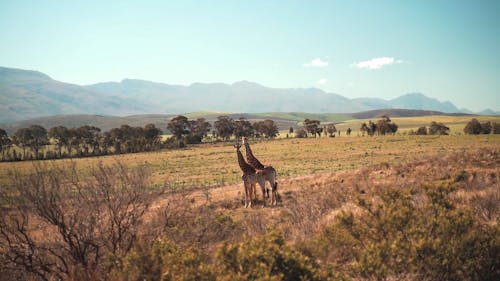 Wild Animals Running Free Stock Video Footage, Royalty-Free 4K & HD Video Clip Wild Animals Running Free Stock Video Footage, Royalty-Free 4K & HD Video Clip