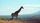 african wildlife
