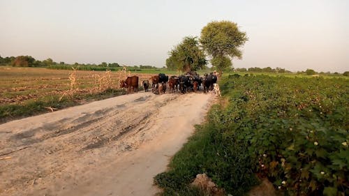 Herd of Cows