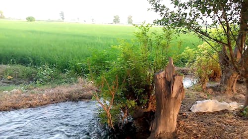 Irrigation Water Flowing through Canal