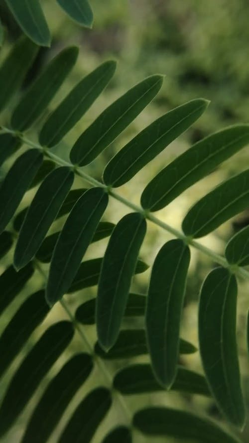 Close Up Video of Green Leaves