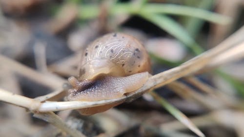 Crawling Snail on the Grass