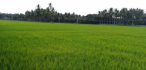 A Vast Rice Field