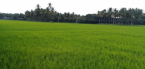 Footage of a Rice Field