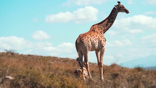 Giraffe Standing on the Grass Field