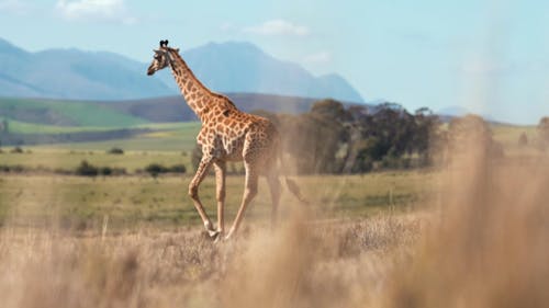 A Giraffe Walking In The Wilderness