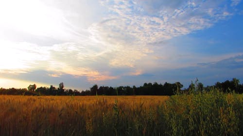 Video Of A Vast Wheat Field · Free Stock Video