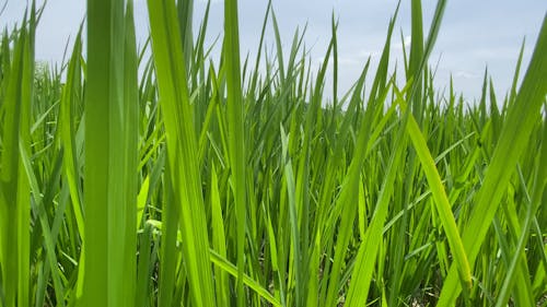 Close Up View of a Rice Field