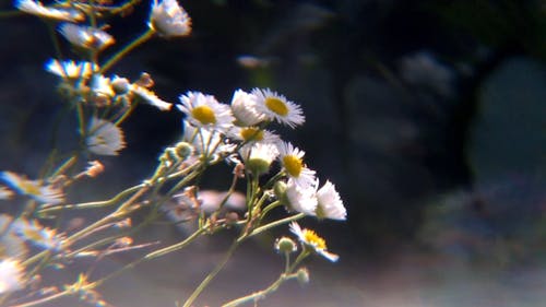 Blooming White Flowers