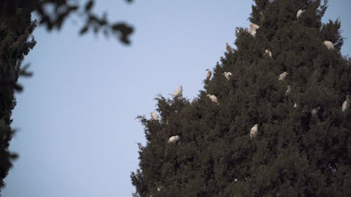 Flock of Birds Resting on the Tree