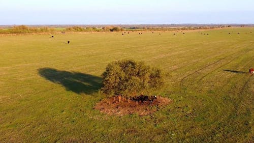 Drone Footage of a Farmland