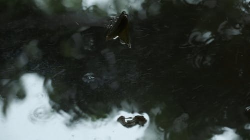 Dried Leave Stuck on the Glass