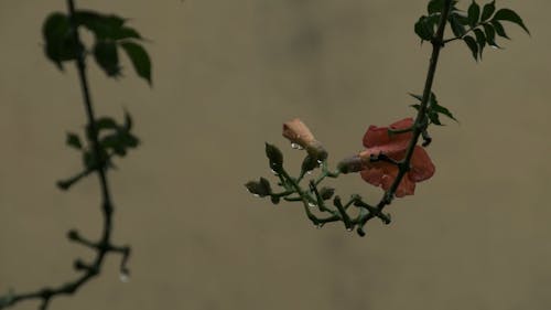 Flower Drench by Rain