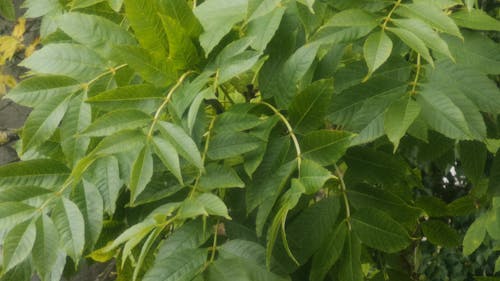 Swaying Leaves on a Windy Day