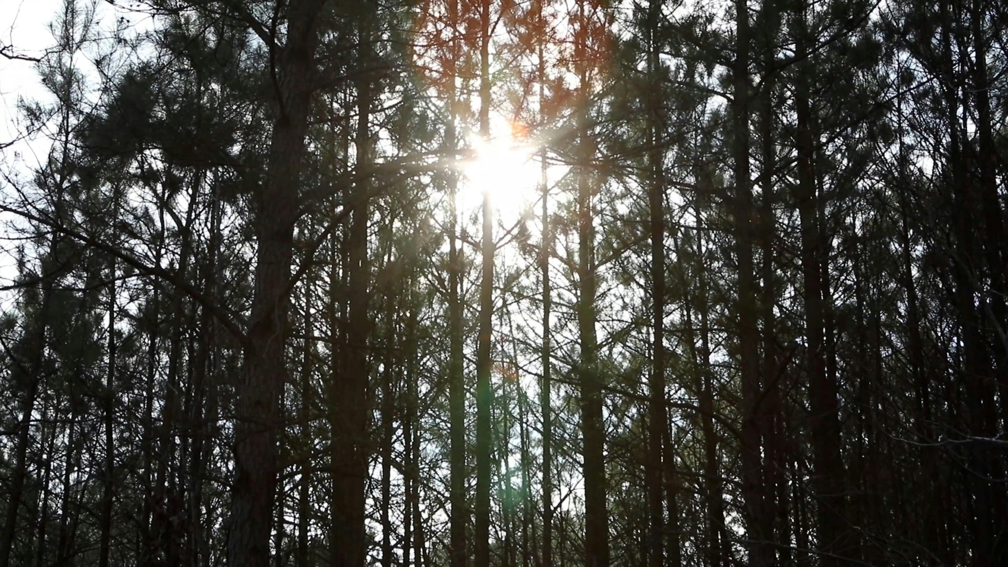 Tall Trees · Free Stock Video