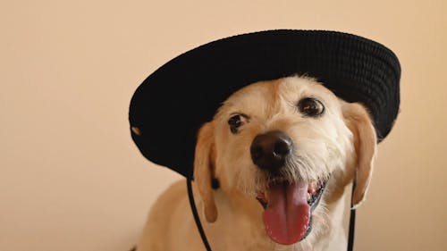 Dog Wearing a Hat