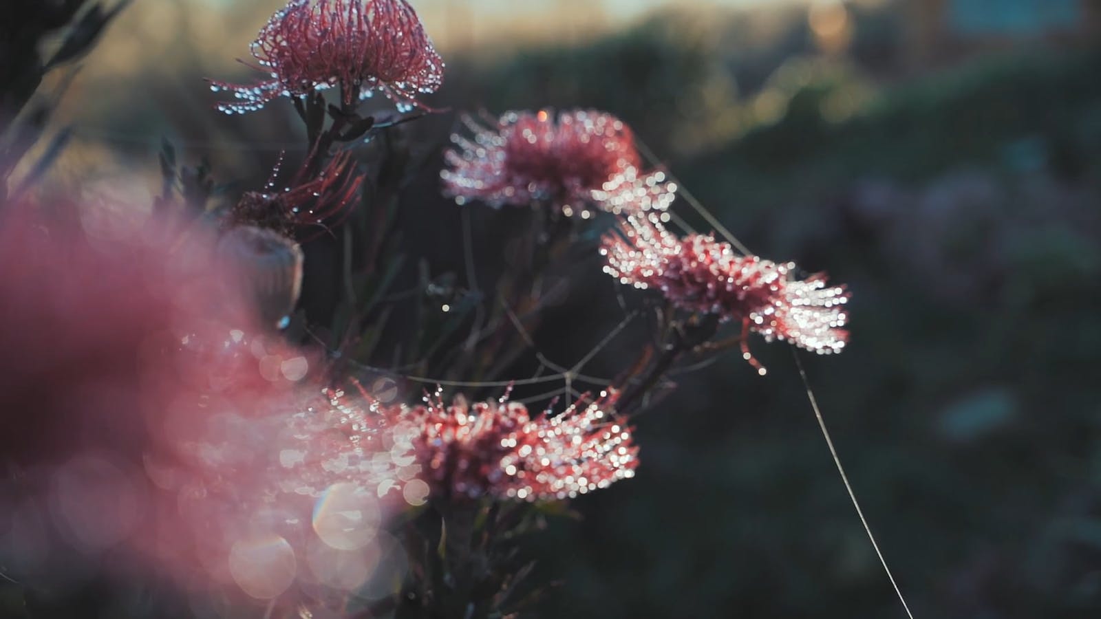 Morning Dew Videos, Download The BEST Free 4k Stock Video Footage