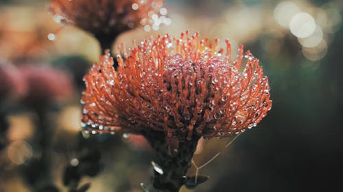 Close Up Video of Flowers