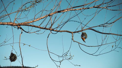 Bird Making It's Nest on a Dried Branch of a Tree