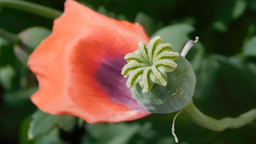 Close Up Video of a Flower Bulb