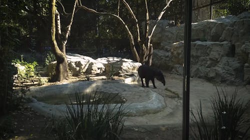 A Tapir Walking Inside an Enclosure