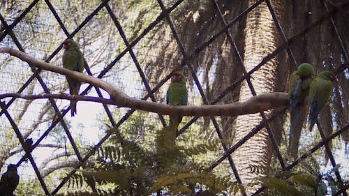 Parrots Resting on a Branch