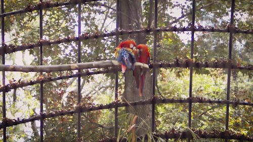 Parrots in an Aviary