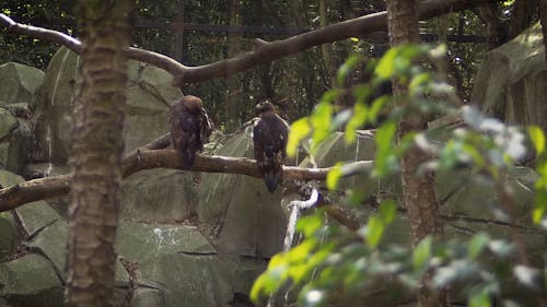 Eagles in an Aviary