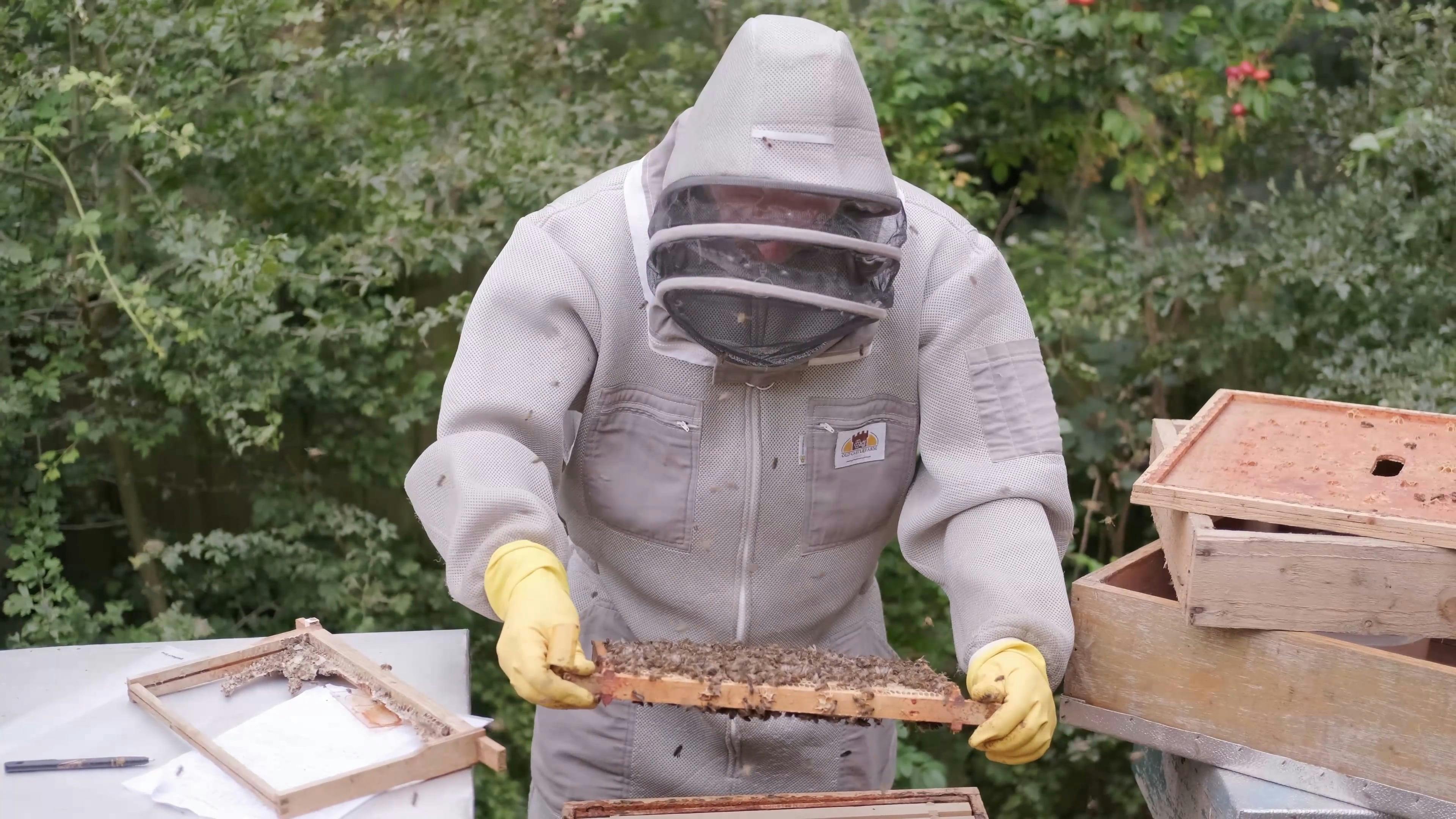 A Beekeeper Taking Care of Bees · Free Stock Video