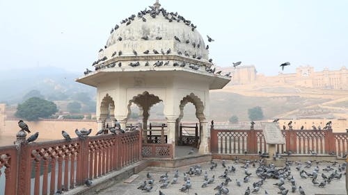 A Flock of Pigeons at a Gazebo in Amer Fort