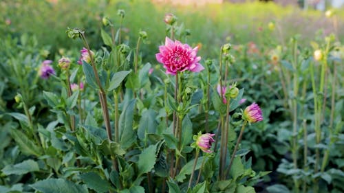 Pink Flowers