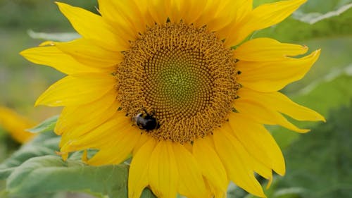 Close Up View of an Insect on the Sunflower