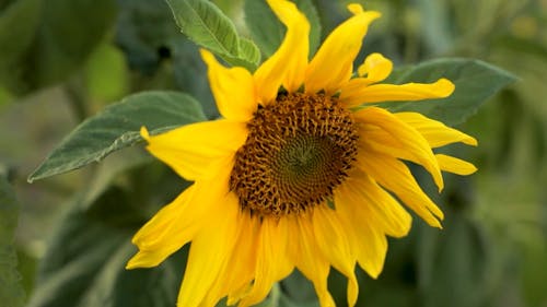 Close Up View of a Sunflower