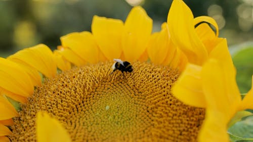 Close Up View of a Insect on the Sunflower