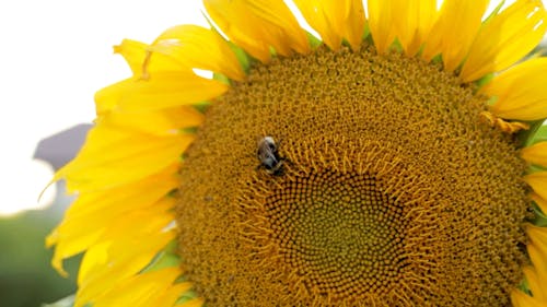 Close Up Video of a Honey Bee on a Sunflower